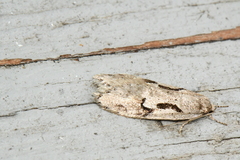 Semioscopis packardella