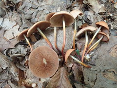 Marasmius cohaerens lachnophyllus