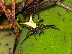 Micrathena crassa