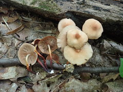 Marasmius cohaerens lachnophyllus