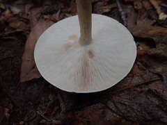 Melanoleuca alboflavida