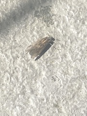 Trichoptera