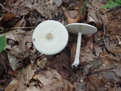 Melanoleuca alboflavida