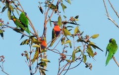 Trichoglossus moluccanus