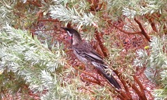 Anthochaera carunculata