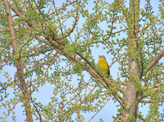 Leiothlypis ruficapilla image