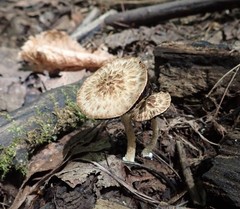 Psathyrella maculata
