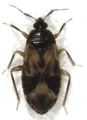 Lyctocoris campestris