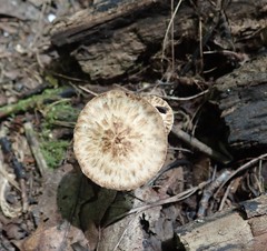 Psathyrella maculata