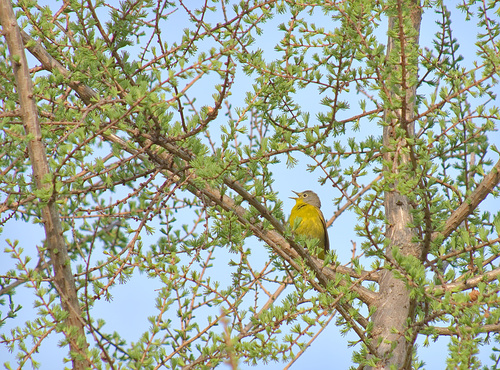 Leiothlypis ruficapilla image