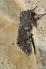 Brachionycha borealis