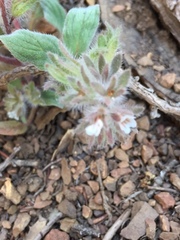 Phacelia phacelioides