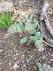 Phacelia phacelioides