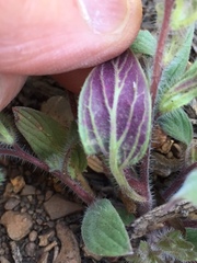 Phacelia phacelioides