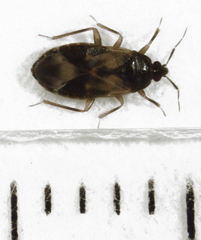 Lyctocoris campestris