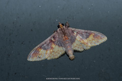 Pachynoa purpuralis