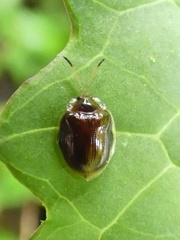 Demotispa impunctata