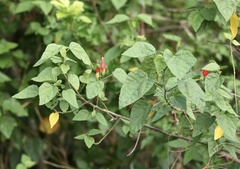 Malvaviscus arboreus