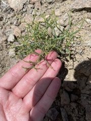Eriogonum heermannii