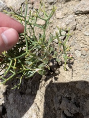 Eriogonum heermannii