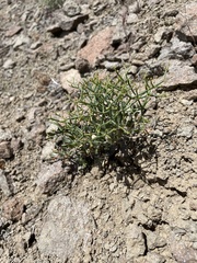 Eriogonum heermannii