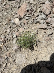 Eriogonum heermannii