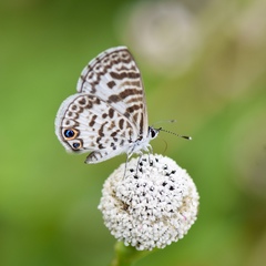 Leptotes cassius theonus