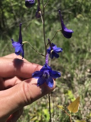 Delphinium treleasei