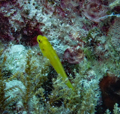 Gobius auratus
