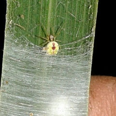 Nigma puella