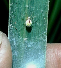 Nigma puella