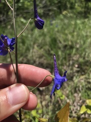 Delphinium treleasei