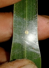 Nigma puella