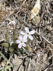 Phlox stansburyi