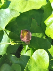 Aristolochia triangularis