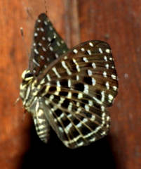 Napaea eucharila
