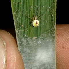 Nigma puella