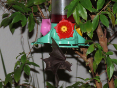 Glossophaga soricina