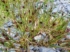 Juncus mertensianus