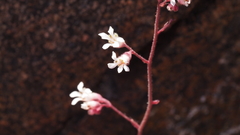 Heuchera brevistaminea