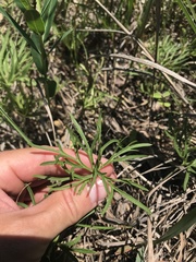 Delphinium treleasei
