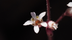 Heuchera brevistaminea