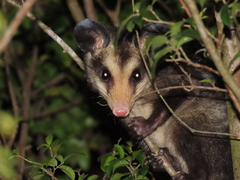 Didelphis aurita