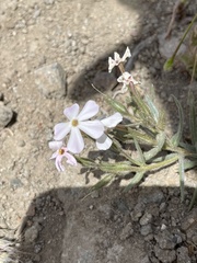 Phlox stansburyi