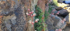 Heuchera brevistaminea
