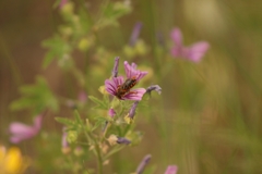 Rhodanthidium sticticum