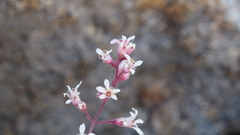 Heuchera brevistaminea