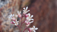 Heuchera brevistaminea