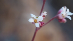 Heuchera brevistaminea