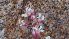 Heuchera brevistaminea